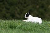 BOULEDOGUE FRANCAIS 1089